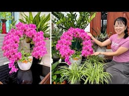 Simple care of Bougainvillea at home, creating beautiful landscape for living space