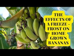 Home Grown Bananas - The Surprising Effect of a Hard Frost / Freeze USDA z9b