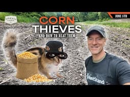 Top Threat to Your Corn Plots - How to Beat the Corn Thieves | Dream Farm w/ Bill Winke