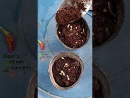Planting Chili 🍀 #viralshort #gardening #garden #vegetables #viral #viralvideo #organicgatdening