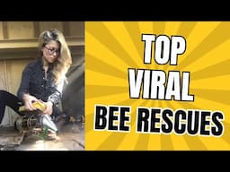 200M+ Views: Top Bee Rescues of All Time