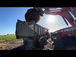 3 X Maize Loads