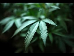 Marijuana in Rhode Island
