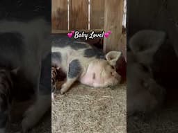 Baby Kunekune Love! 💕 #shorts #kunekune #piglet #mama #homestead 🐷