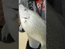 Almost 3lb on this GIANT muddy-water crappie! #crappie #fishing #fish #ky #outdoors #wildlife