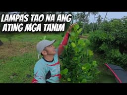 FARMING UPDATE SA ATING MGA TANIM. LAMPAS TAO NA PALA.