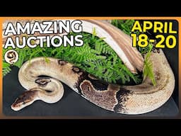 Amazing Easter Weekend Ball Python Auctions! - April 18-20