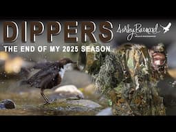 I Spent 10 Hours Camouflaged in the woods and Got AMAZING Wildlife Photos