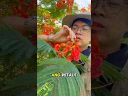 Fire tree