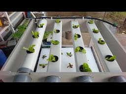 Do it yourself hydroponic garden for beginners  2025