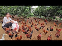 Secrets of raising free-range chickens. Close-up of rooster mating with hen ( Ep 358 )