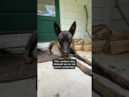 Mystery Dog Makes Herself At Home
