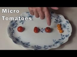 Micro Tomatoes -Tasting and Comparing Vilma, Laura #5, Siam, and Jochalos