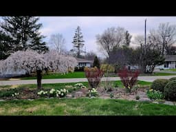 Late April Walkabout & Garden Tour 🐝🌳🪻