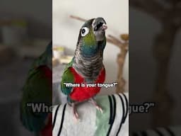 Crimson Bellied Conure Parrot Sticks Out Tongue | BirdNerdSophie #parrot #conure #funnyanimals