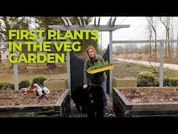 Getting the veg garden going || Peas & onion planting