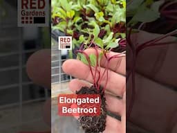 Elongated Beetroot #seedlings #propagation #multisown
