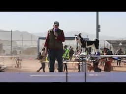 Dog Training Tips