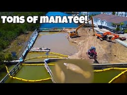 Manatee at Chaquita Lock Removal