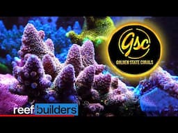 Ultimate Acropora & Rare Invert Showcase At Golden State Corals
