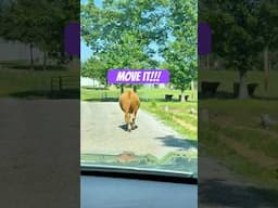 We Live in a ZOO and You Won't Believe Happens!