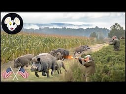 The Hunt For Wild Boars - Will Large Scale Eradication Campaigns Solve The Problem For Farmers?