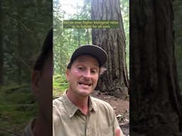 Reconsidering the Values of A Forest & Managing them better with Ecoforestry