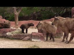 Sichuan takin calf meet his older sister