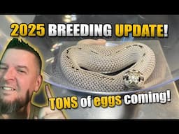Breeding Update: TONS of eggs coming!