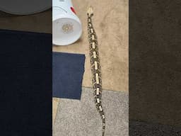 Gaboon Viper Rectilinear Movement! Caterpillar Crawling