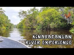 My Kinabatangan River Experience | Borneo Animals & Rainforest