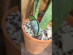 Sansevieria 'Whale Fin' - one month new leaf progress update. It's growing so fast!