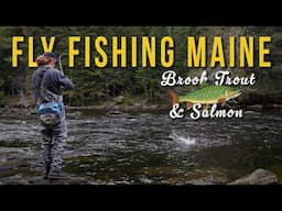 ARCTIC DESCENDANTS | Fly Fishing for Native Brook Trout & Landlocked Salmon in Maine