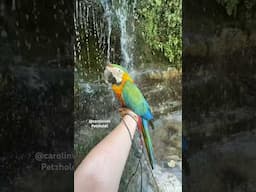 Macaws get showers under a GIANT WATERFALL! Look what happens next!
