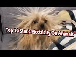 top 10 static electricity on animals