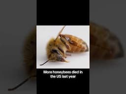 Honeybee Population Decline