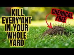Natural Way To Rid Your Entire Yard Of ANTS (WITHOUT CHEMICALS)