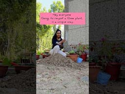 Unique way of repotting Rose for Summer.