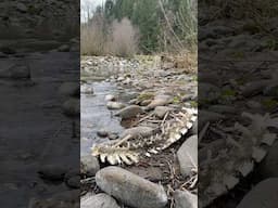 Spring Fishing Report is now Live on OregonFlyFishingBlog.com #flyfishing #flytying #troutfishing