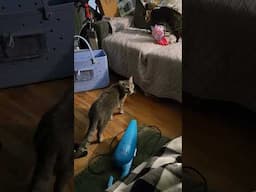silly kitties, Bob the stray and maple the barn kitten.