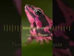 The Animal Sensemaker | The Harlequin Toad | Episode 24