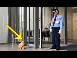 Scheming Cats Determined To Bust Into A Landmark Are Winning Fans