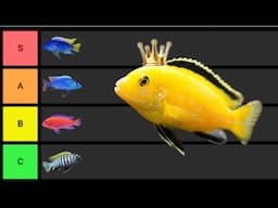 Ranking The BEST African Cichlids