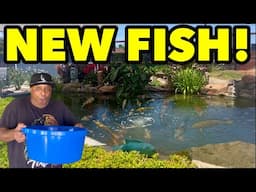 Picked up NEW KOI FISH for my Backyard Pond!