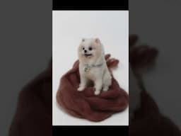 Needle felted Pomeranian dog sculpture