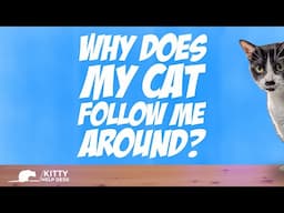 Why Does my Cat Follow Me Around?