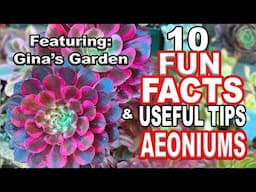 The Most Magical Aeonium Succulent Collection! Plus 10 fun facts and Useful tips #succulents