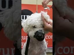 My Favorite Ears on a Dog and Why!