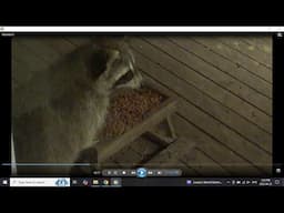 Thursday Night three raccoons