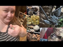 Reptile/Invert Collection Talk  - Chatting with Heather Cee